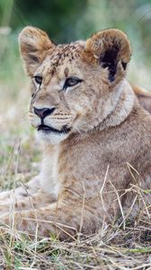 Preview wallpaper lion cub, lion, predator, animal, savanna, grass, nature
