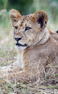 Preview wallpaper lion cub, lion, predator, animal, savanna, grass, nature