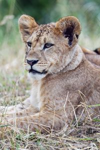 Preview wallpaper lion cub, lion, predator, animal, savanna, grass, nature