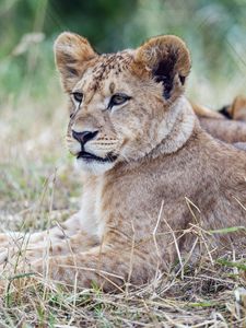 Preview wallpaper lion cub, lion, predator, animal, savanna, grass, nature