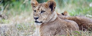 Preview wallpaper lion cub, lion, predator, animal, savanna, grass, nature