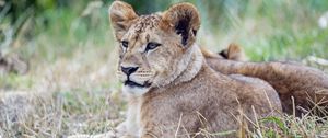 Preview wallpaper lion cub, lion, predator, animal, savanna, grass, nature