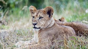 Preview wallpaper lion cub, lion, predator, animal, savanna, grass, nature