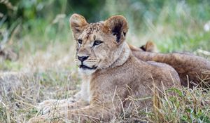 Preview wallpaper lion cub, lion, predator, animal, savanna, grass, nature