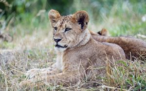 Preview wallpaper lion cub, lion, predator, animal, savanna, grass, nature