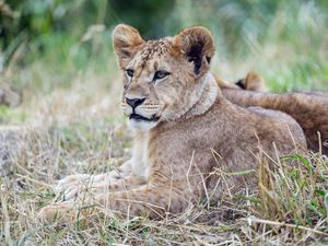 Preview wallpaper lion cub, lion, predator, animal, savanna, grass, nature