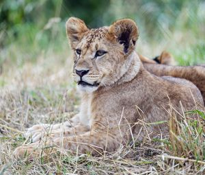 Preview wallpaper lion cub, lion, predator, animal, savanna, grass, nature