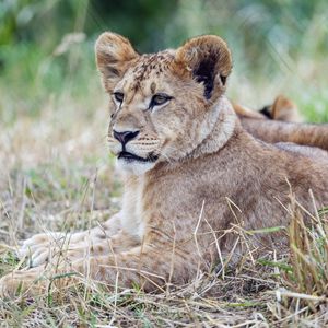 Preview wallpaper lion cub, lion, predator, animal, savanna, grass, nature