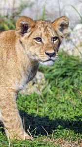 Preview wallpaper lion cub, lion, predator, cub, grass