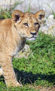 Preview wallpaper lion cub, lion, predator, cub, grass