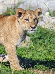 Preview wallpaper lion cub, lion, predator, cub, grass