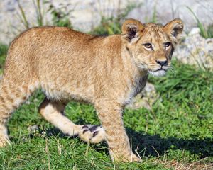 Preview wallpaper lion cub, lion, predator, cub, grass