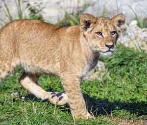 Preview wallpaper lion cub, lion, predator, cub, grass