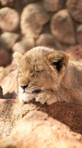 Preview wallpaper lion cub, lion, sleep, animal, cute