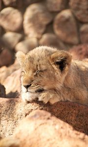 Preview wallpaper lion cub, lion, sleep, animal, cute