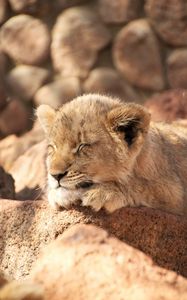 Preview wallpaper lion cub, lion, sleep, animal, cute