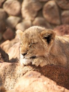 Preview wallpaper lion cub, lion, sleep, animal, cute