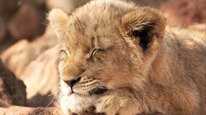 Preview wallpaper lion cub, lion, sleep, animal, cute