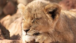 Preview wallpaper lion cub, lion, sleep, animal, cute