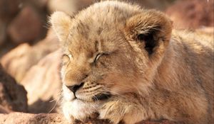 Preview wallpaper lion cub, lion, sleep, animal, cute