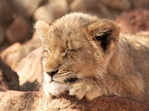 Preview wallpaper lion cub, lion, sleep, animal, cute