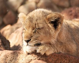 Preview wallpaper lion cub, lion, sleep, animal, cute