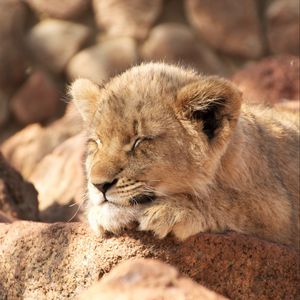 Preview wallpaper lion cub, lion, sleep, animal, cute