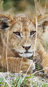 Preview wallpaper lion cub, lion, wildlife, animal, predator