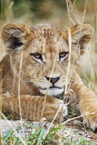 Preview wallpaper lion cub, lion, wildlife, animal, predator