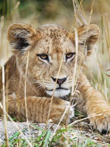 Preview wallpaper lion cub, lion, wildlife, animal, predator