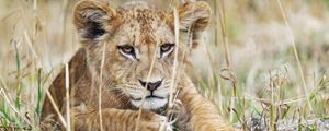 Preview wallpaper lion cub, lion, wildlife, animal, predator