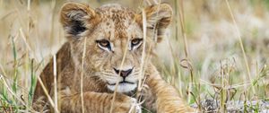 Preview wallpaper lion cub, lion, wildlife, animal, predator