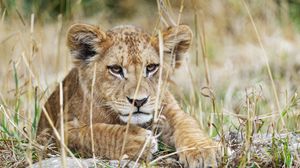 Preview wallpaper lion cub, lion, wildlife, animal, predator