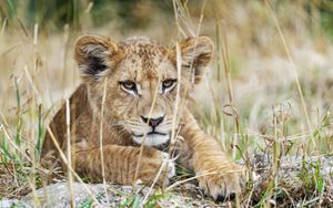 Preview wallpaper lion cub, lion, wildlife, animal, predator