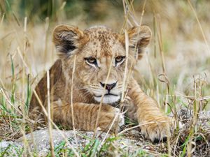 Preview wallpaper lion cub, lion, wildlife, animal, predator