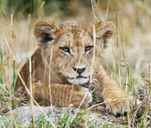 Preview wallpaper lion cub, lion, wildlife, animal, predator