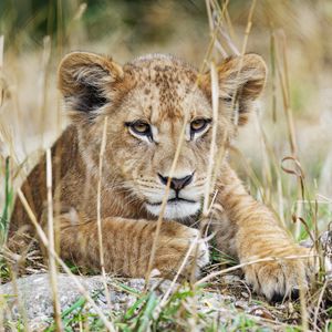 Preview wallpaper lion cub, lion, wildlife, animal, predator