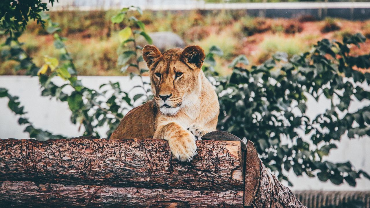 Wallpaper lion, cub, log, sitting