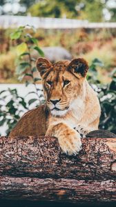 Preview wallpaper lion, cub, log, sitting