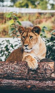 Preview wallpaper lion, cub, log, sitting