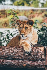 Preview wallpaper lion, cub, log, sitting