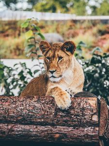 Preview wallpaper lion, cub, log, sitting