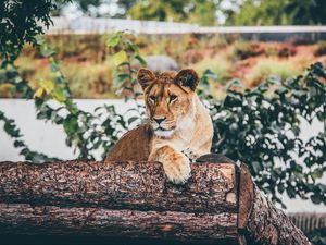 Preview wallpaper lion, cub, log, sitting