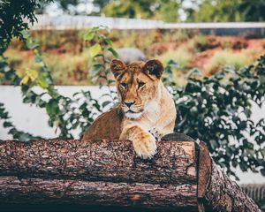 Preview wallpaper lion, cub, log, sitting