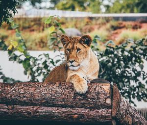 Preview wallpaper lion, cub, log, sitting