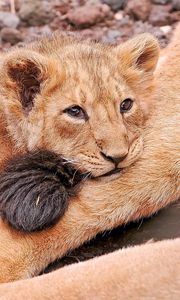 Preview wallpaper lion, cub, lying, sadness