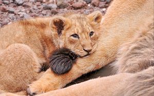 Preview wallpaper lion, cub, lying, sadness