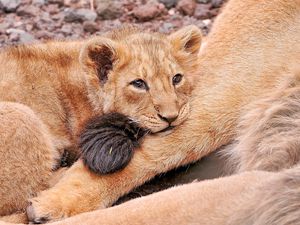 Preview wallpaper lion, cub, lying, sadness