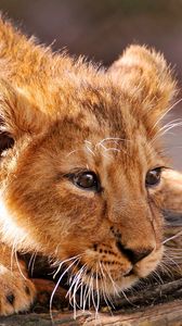 Preview wallpaper lion, cub, lying, fear, muzzle