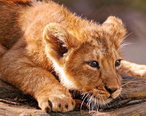 Preview wallpaper lion, cub, lying, fear, muzzle